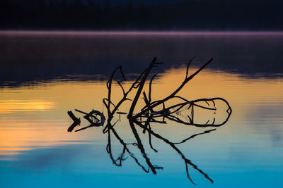 Close-up of silhouette plant against lake at sunset