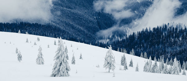 Panoramic view of pine trees on snow covered land