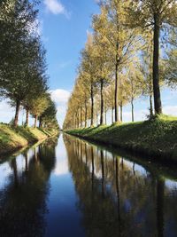 Reflection of trees in water