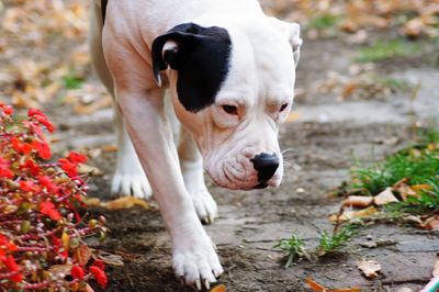 Close-up portrait of dog by plants