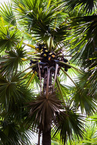 Low angle view of coconut palm tree