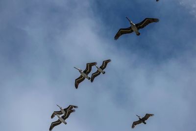 Low angle view of seagulls flying in sky