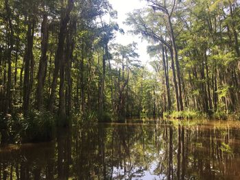 Reflection of trees in lake