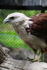 Close-up of eagle in zoo