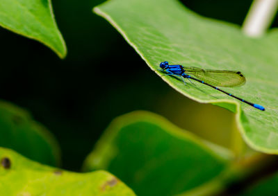 Close-up of insect on leaf