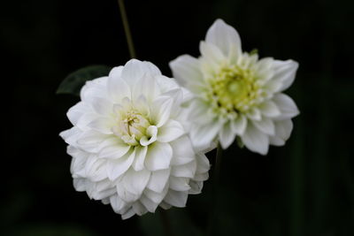 Close-up of white flowering plant against black background