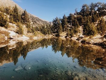 Reflection of tree in lake against sky