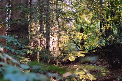 Trees in forest during autumn