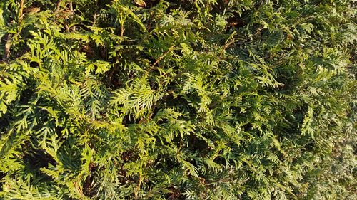 Full frame shot of plants growing on field