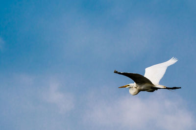 Low angle view of seagull flying