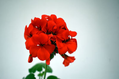 Close-up of red rose against white background