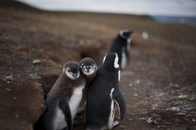 Close-up of penguins on field