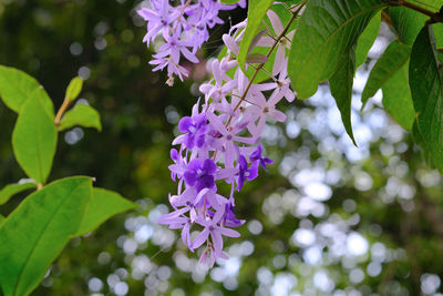 Close-up of purple flowering plant
