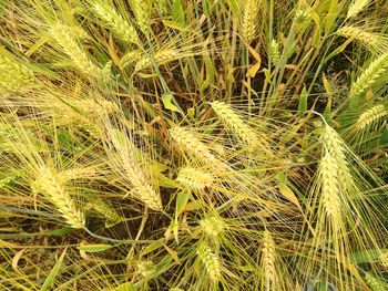 Full frame shot of grass in field