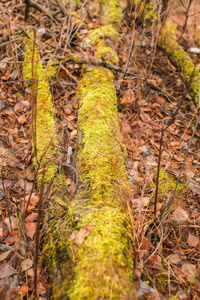 Close-up of lizard on field in forest