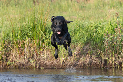 Portrait of a pedigree black labrador jumping into the water