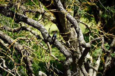 Close-up of bird perching on branch