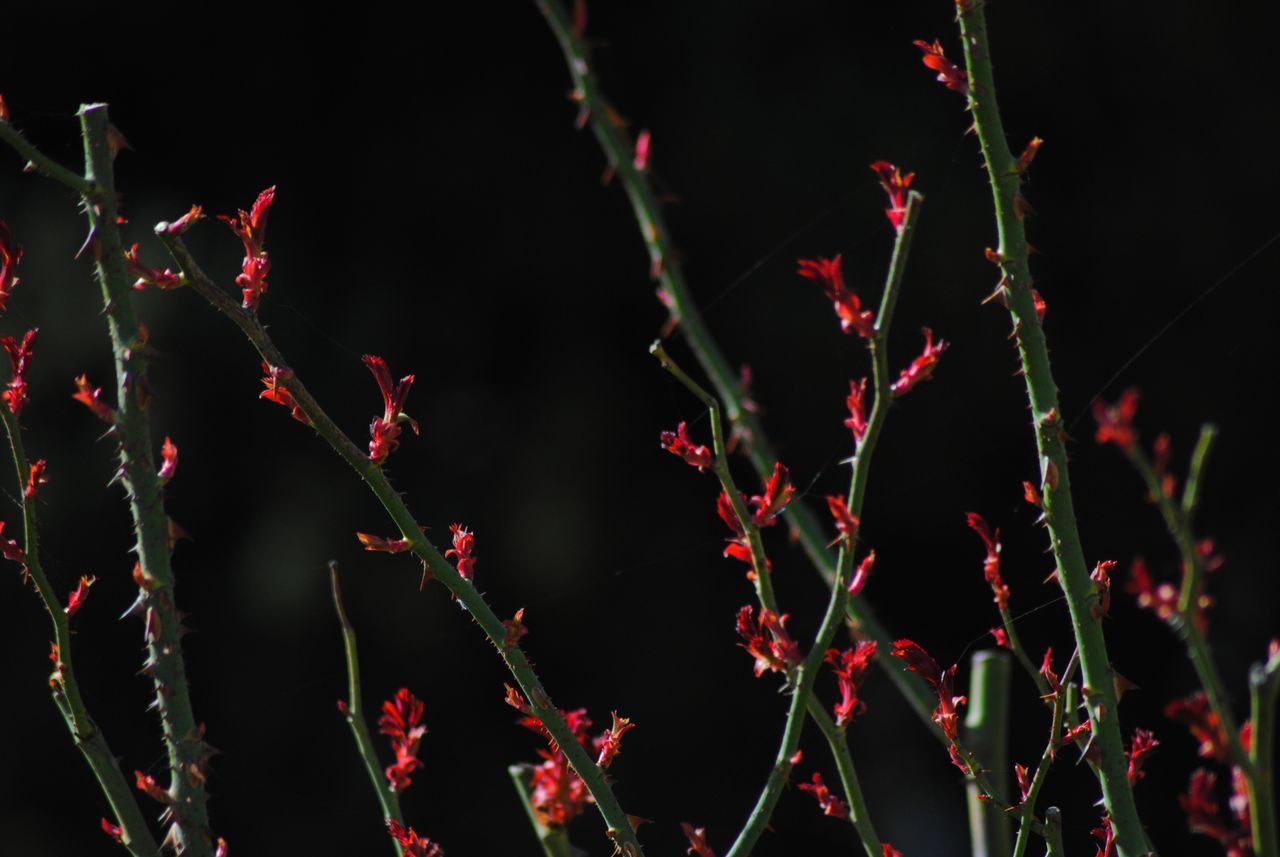 CLOSE-UP OF RED LEAVES