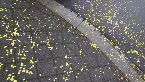 Full frame shot of autumn leaf on street