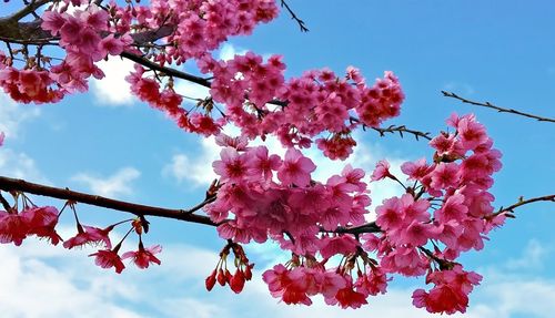 Low angle view of pink cherry blossoms in spring