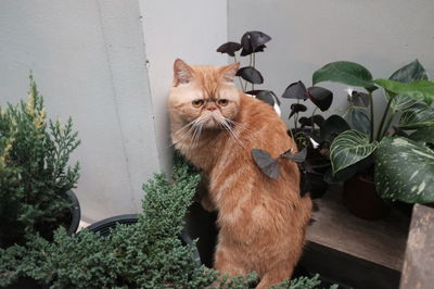 Cat sitting on potted plant