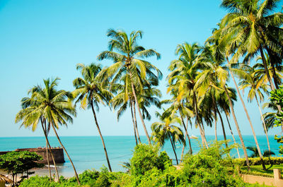 Palm trees by sea against clear sky