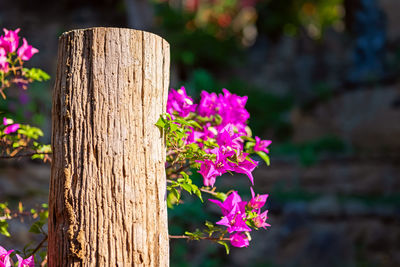 Close-up of pink flowering plant by wooden fence