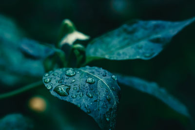 Close-up of raindrops on leaf