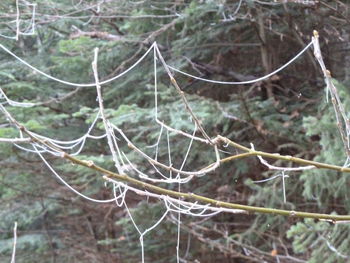 Close-up of spider web on branch