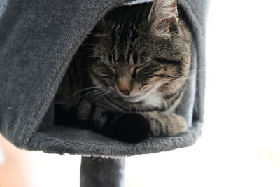 Close-up of tabby cat