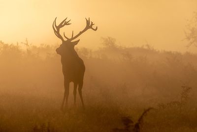 Deer standing on field against sky