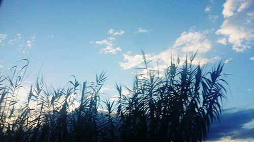 Plants against sky