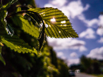 Close-up of leaves on tree against sky