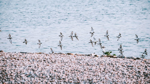 Flock of birds on beach