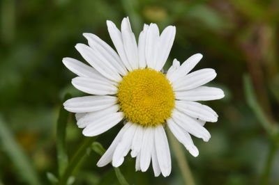 Close-up of white daisy