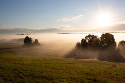 Sunrise in the biebrza national park. foggy morning. the sun is shining through the fog. podlasie