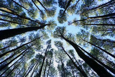 Low angle view of trees in forest