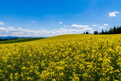 Scenic view of oilseed rape field against sky