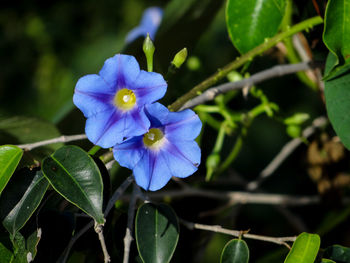 Close-up of purple flowering plant