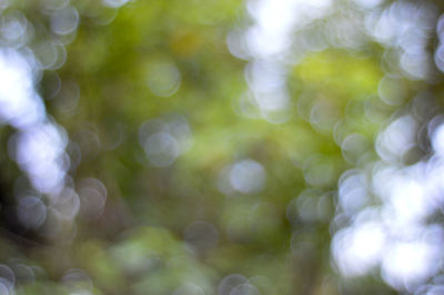 Defocused image of tree