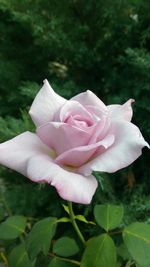 Close-up of pink rose blooming