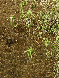 Plants growing on field