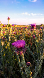 Close-up of pink flowering plants on field