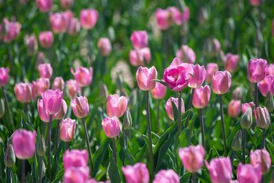 Close-up of pink flowers on field