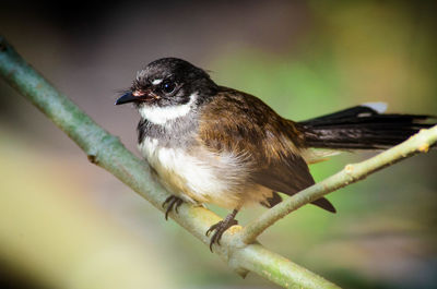 Bird perching on branch