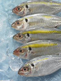 High angle view of fish on crushed ice
