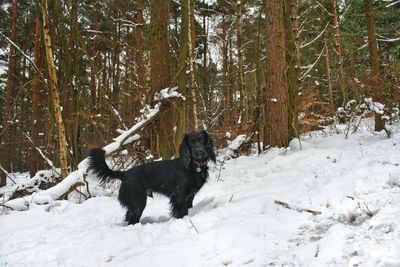 Dog on snow covered trees