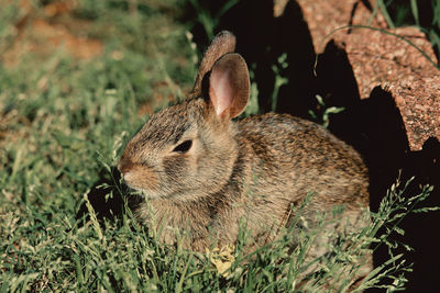 Close-up of rabbit on field