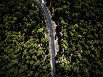 Aerial view of road through forest