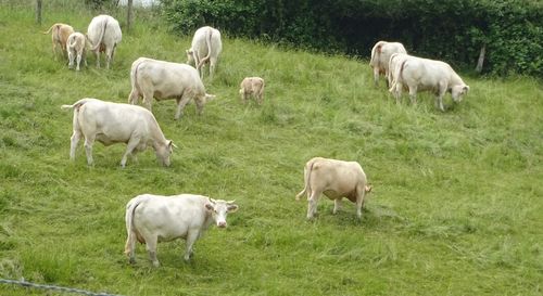 Sheep grazing in pasture